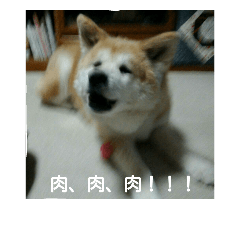 [LINEスタンプ] 秋田犬 チャチャの画像（メイン）