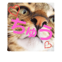 [LINEスタンプ] ちろの日常 : )