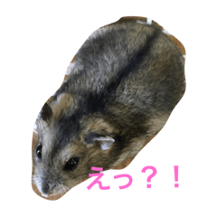 [LINEスタンプ] Yumekawanahamu