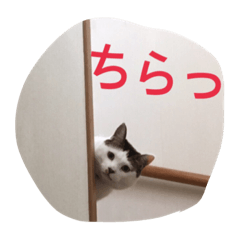 [LINEスタンプ] みーすけすけ