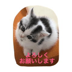 [LINEスタンプ] アルの日常