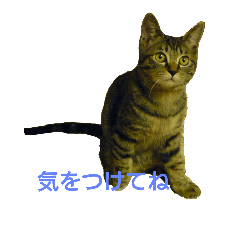 [LINEスタンプ] ちびたん パック 1