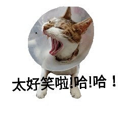 [LINEスタンプ] Cat ！Cat！Cat！