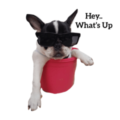 [LINEスタンプ] Obedient The Frenchie