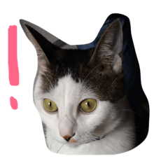 [LINEスタンプ] おーまる(猫)