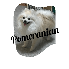 [LINEスタンプ] pomeranian koji koji