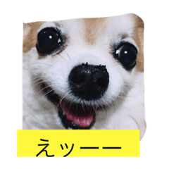 [LINEスタンプ] チワワさんスタンプ