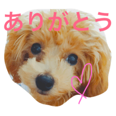 [LINEスタンプ] shell baby