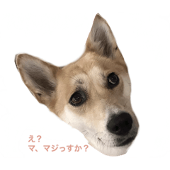 [LINEスタンプ] MofMofMof