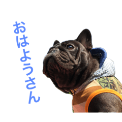 [LINEスタンプ] フレンチブルドッグ ポルコ＆ミランダ Vol.1