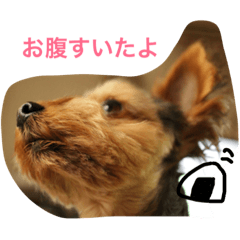 [LINEスタンプ] ヨーキー むさし