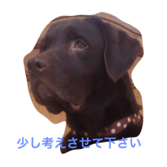 [LINEスタンプ] Labrador   Retriever