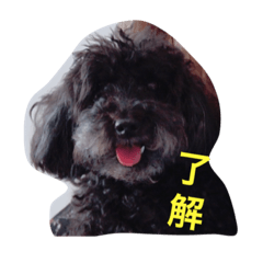 [LINEスタンプ] 大平さんちのわんこ
