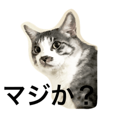 [LINEスタンプ] なごの家にゃんず