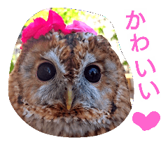 [LINEスタンプ] もりふくろう。ぴーちゃん。スタンプ 1