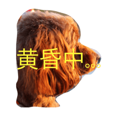 [LINEスタンプ] 犬バカのスタンプ