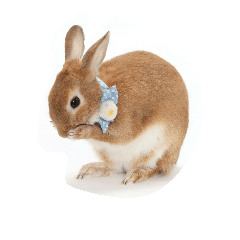 [LINEスタンプ] うさぎの八朔
