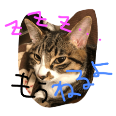 [LINEスタンプ] CHATORAN＆Minne