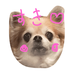 [LINEスタンプ] チワワのちょこりんlife
