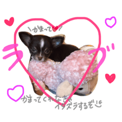 [LINEスタンプ] チワワのキートくんwithみーちゃん