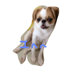 [LINEスタンプ] チワポメ＆狆狆