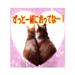 [LINEスタンプ] 関西弁を話す我が家のニャン子2