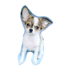 [LINEスタンプ] 愛犬チワワのしずくの日々