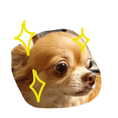 [LINEスタンプ] オルちゃんのスタンプ