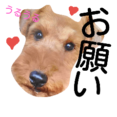 [LINEスタンプ] ウェルシュテリア②