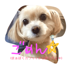 [LINEスタンプ] 天上天下唯我独尊。チワプー