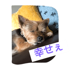 [LINEスタンプ] シシマルの生活4