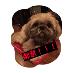 [LINEスタンプ] 夜の世界を生きる犬、ShihtzuVeuve