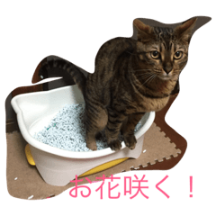 [LINEスタンプ] レオンくんスタンプ 