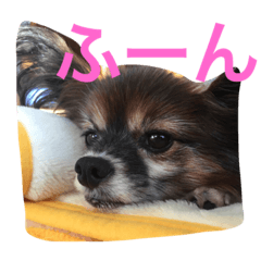 [LINEスタンプ] 我が家の天使たち 