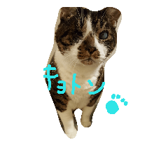 [LINEスタンプ] とらまめ屋 ②