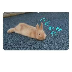 [LINEスタンプ] もふおくん
