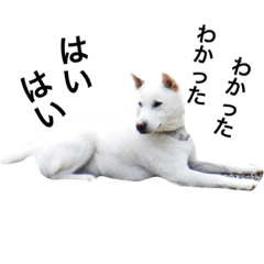 [LINEスタンプ] 紀州犬 セミ丸の画像（メイン）
