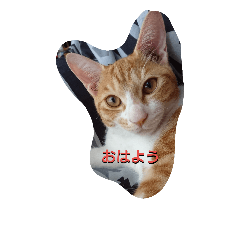 [LINEスタンプ] 茶とらこねこ