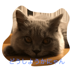 [LINEスタンプ] フィガロくん