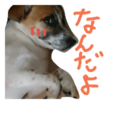 [LINEスタンプ] ジャックラッセルテリアのどんぐり