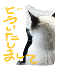 [LINEスタンプ] チョロ
