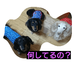 [LINEスタンプ] ミニチュアダックス大好き
