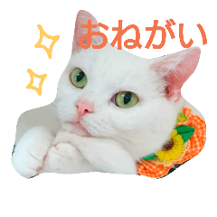 [LINEスタンプ] アメショのみるく   4