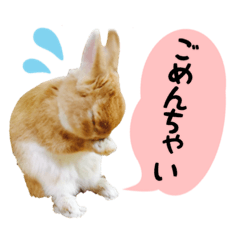 [LINEスタンプ] RAUL rabbitの画像（メイン）