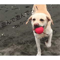[LINEスタンプ] wanwandogs
