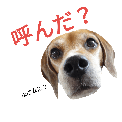 [LINEスタンプ] beagle's daily