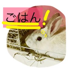 [LINEスタンプ] おてんばうさぎのシフォン