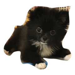 [LINEスタンプ] 影丸おっと白彦