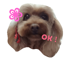 [LINEスタンプ] ティアラとポコとクー