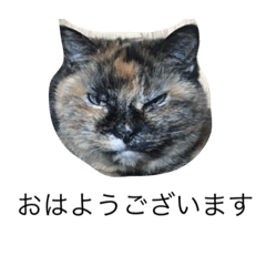 [LINEスタンプ] いぬとねこたち